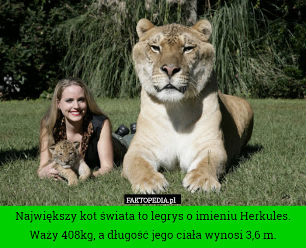 Największy kot świata to legrys o imieniu Herkules. Waży 408kg, a długość