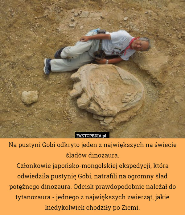 Na pustyni Gobi odkryto jeden z największych na świecie śladów dinozaura.