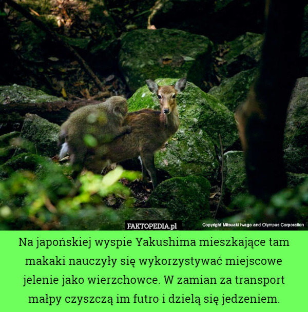 Na japońskiej wyspie Yakushima mieszkające tam makaki nauczyły się wykorzystywać