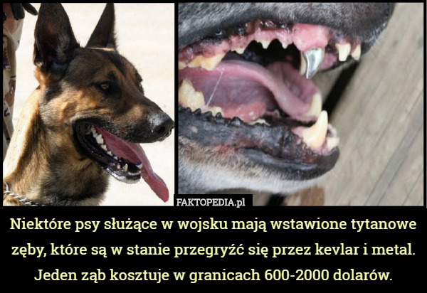 Niektóre psy służące w wojsku mają wstawione tytanowe zęby, które są w stanie