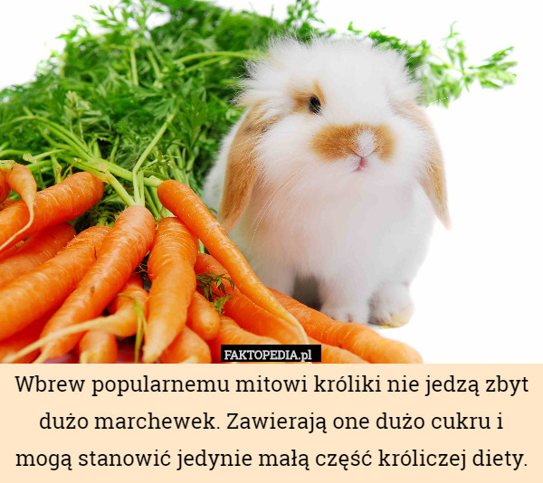 Wbrew popularnemu mitowi króliki nie jedzą zbyt dużo marchewek. Zawierają