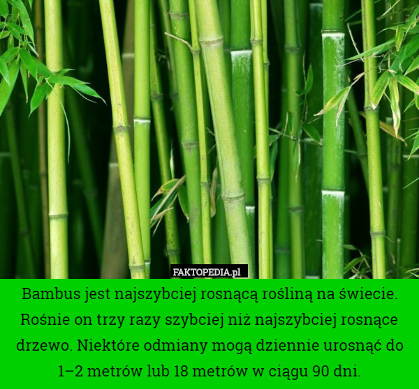 Bambus jest najszybciej rosnącą rośliną na świecie. Rośnie on trzy razy