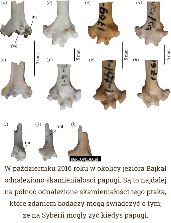 W październiku 2016 roku w okolicy jeziora Bajkał odnaleziono skamieniałości