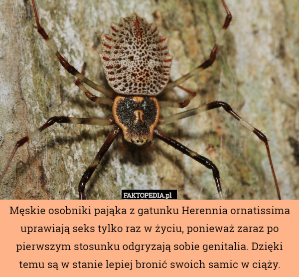 Męskie osobniki pająka z gatunku Herennia ornatissima uprawiają seks tylko