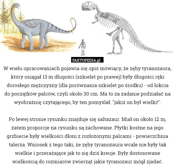 W wielu opracowaniach pojawia się opis mówiący, że zęby tyranozaura, który...