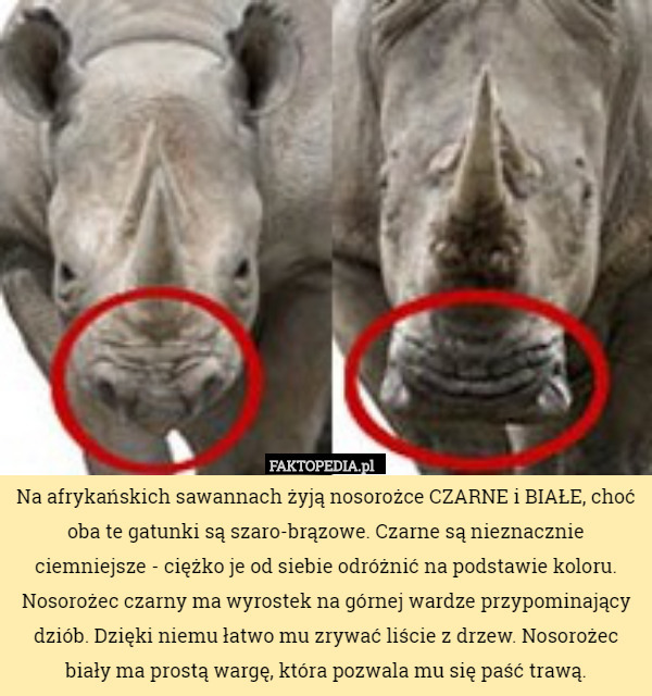 Na afrykańskich sawannach żyją nosorożce CZARNE i BIAŁE, choć oba te gatunki