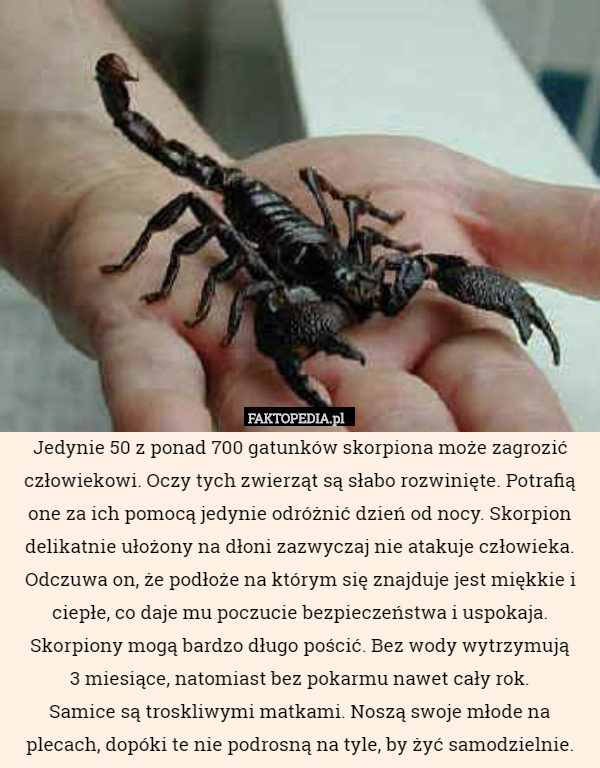 Jedynie 50 z ponad 700 gatunków skorpiona może zagrozić człowiekowi. Oczy