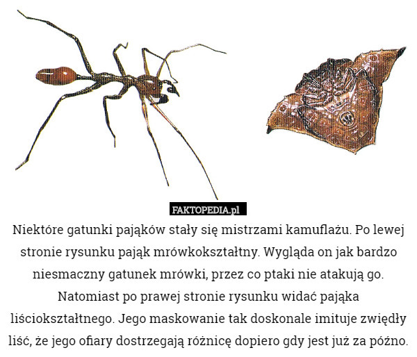 Niektóre gatunki pająków stały się mistrzami kamuflażu. Po lewej stronie