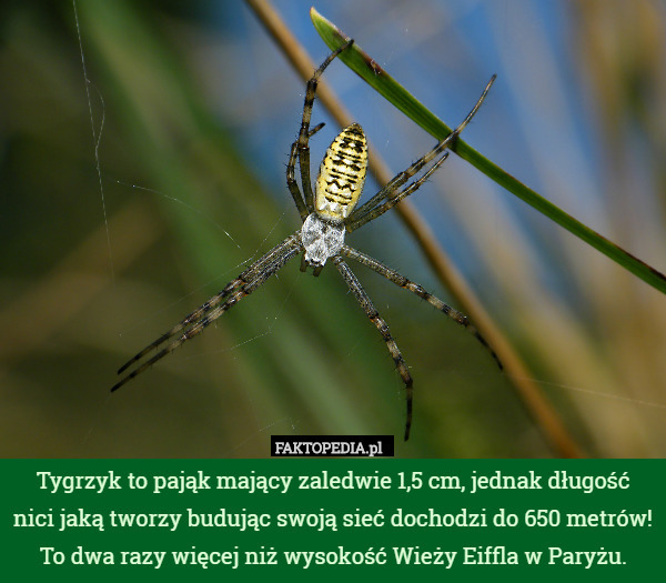 Tygrzyk to pająk mający zaledwie 1,5 cm, jednak długość nici jaką tworzy