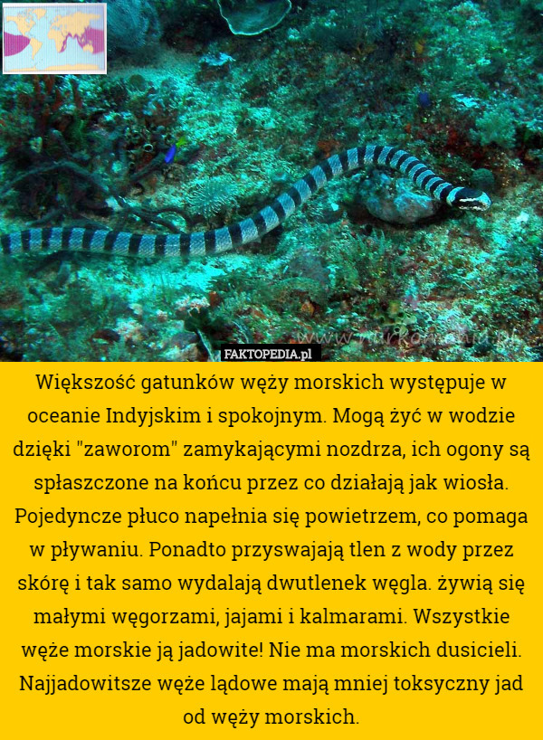 Większość gatunków węży morskich występuje w oceanie Indyjskim i spokojnym.