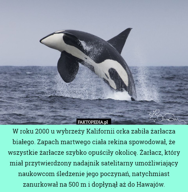 W roku 2000 u wybrzeży Kalifornii orka zabiła żarłacza białego. Zapach martwego