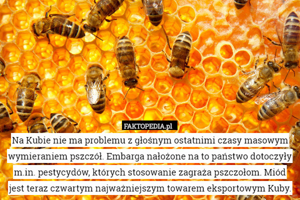 Na Kubie nie ma problemu z głośnym ostatnimi czasy masowym wymieraniem pszczół.