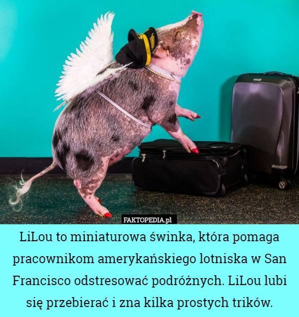 LiLou to miniaturowa świnka, która pomaga pracownikom amerykańskiego lotniska