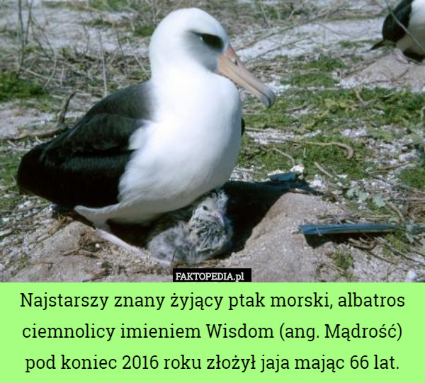 Najstarszy znany żyjący ptak morski, albatros ciemnolicy imieniem Wisdom