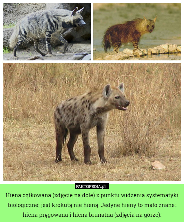 Hiena centkowana (zdjęcie na dole) z punktu widzenia systematyki biologicznej