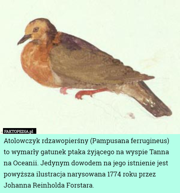 Atolowczyk rdzawopierśny (Pampusana ferrugineus) to wymarły gatunek ptaka