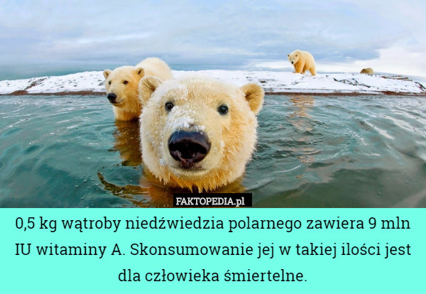 0,5 kg wątroby niedźwiedzia polarnego zawiera 9 mln IU witaminy A. Skonsumowanie