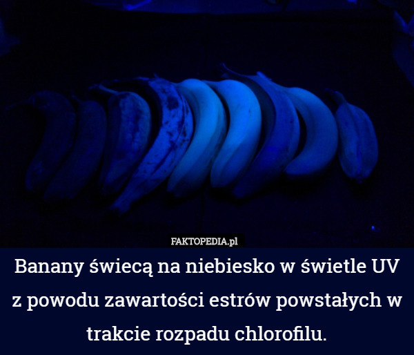 Banany świecą na niebiesko w świetle UV z powodu zawartości powstałych w