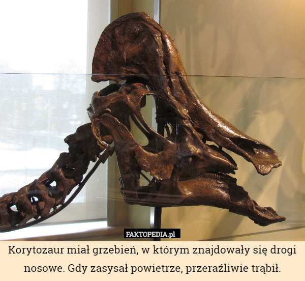 Korytozaur miał grzebień, w którym znajdowały się drogi nosowe. Gdy zasysał