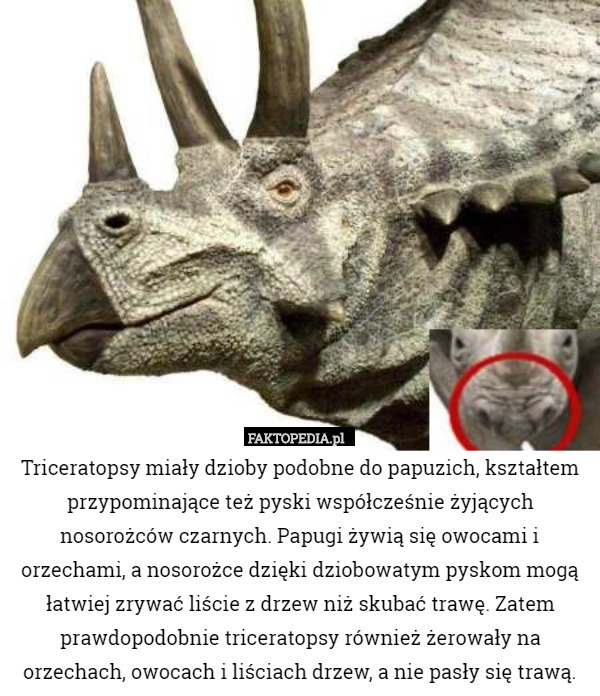Triceratopsy miały dzioby podobne do papuzich, kształtem przypominające