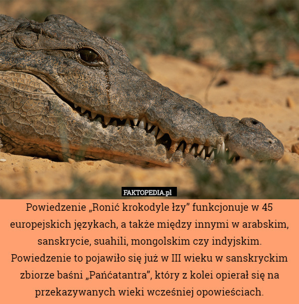 Powiedzenie „Ronić krokodyle łzy” funkcjonuje w 45 europejskich językach,