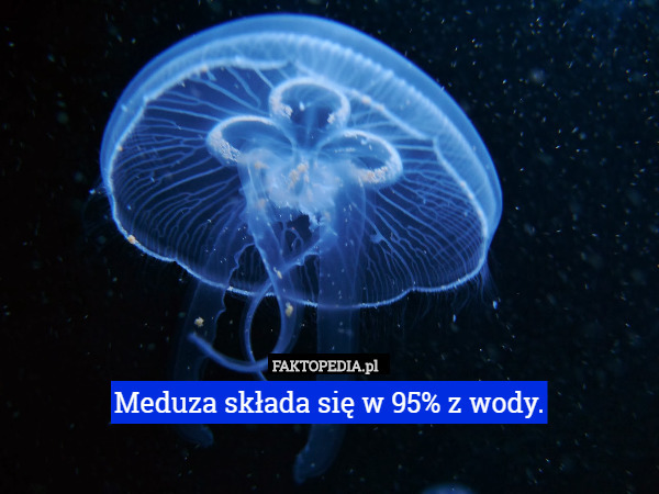 Meduza składa się w 95% z wody.