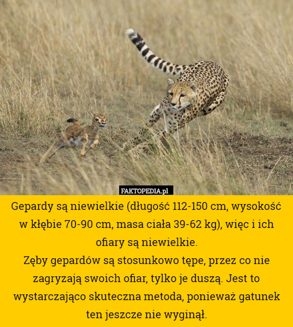 Gepardy są niewielkie (długość 112-150 cm, wysokość w kłębie 70-90 cm, masa