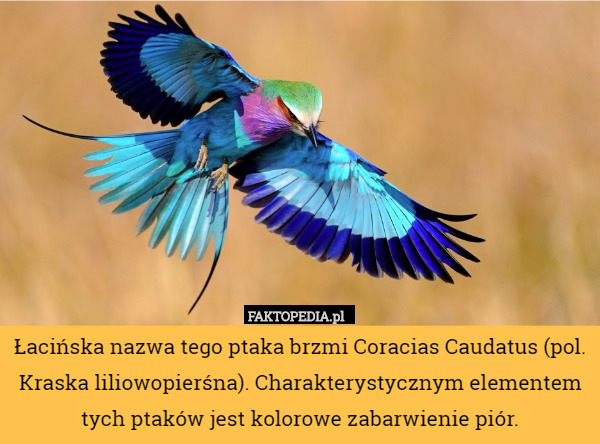 Łacińska nazwa tego ptaka brzmi Coracias Caudatus (pol. Kraska liliowopierśna).