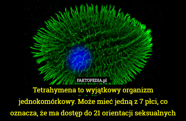 Tetrahymena to wyjątkowy organizm jednokomórkowy. Może mieć jedną z 7 płci,