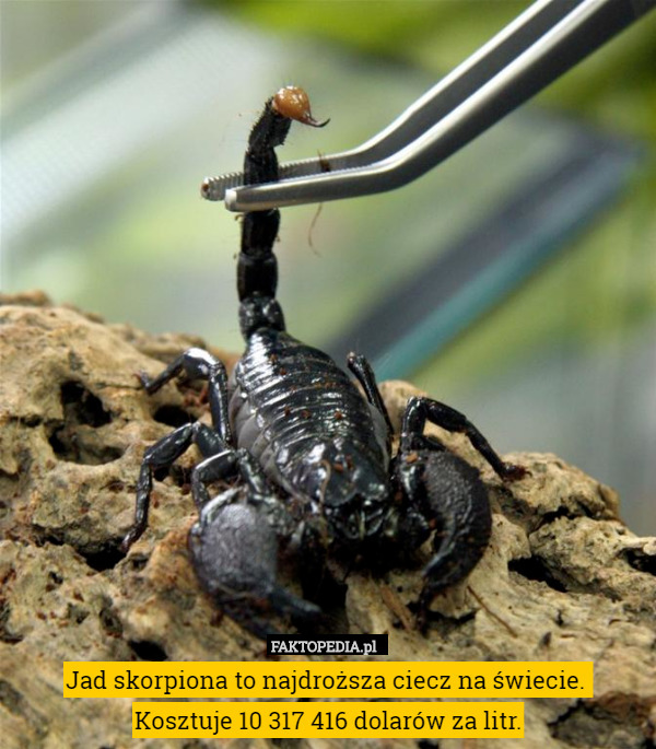 Jad skorpiona to najdroższa ciecz na świecie. 
Kosztuje 10 317 416 dolarów