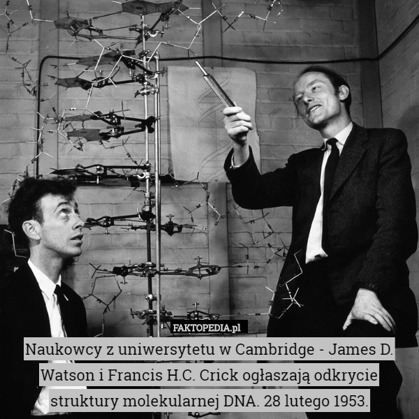 Naukowcy z uniwersytetu w Cambridge - James D. Watson i Francis H.C. Crick