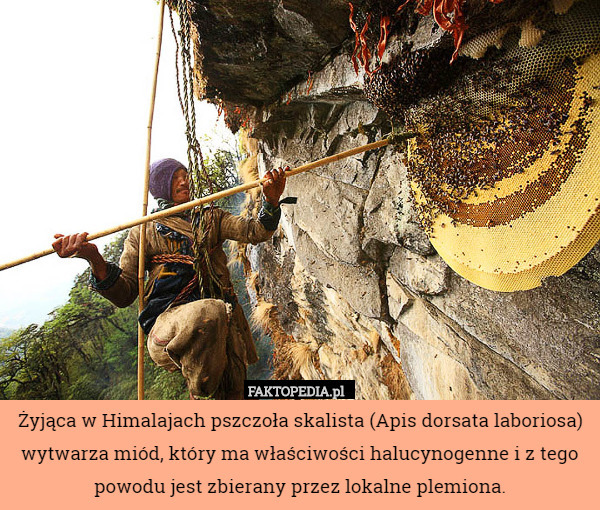 Żyjąca w Himalajach pszczoła skalista (Apis dorsata laboriosa) wytwarza