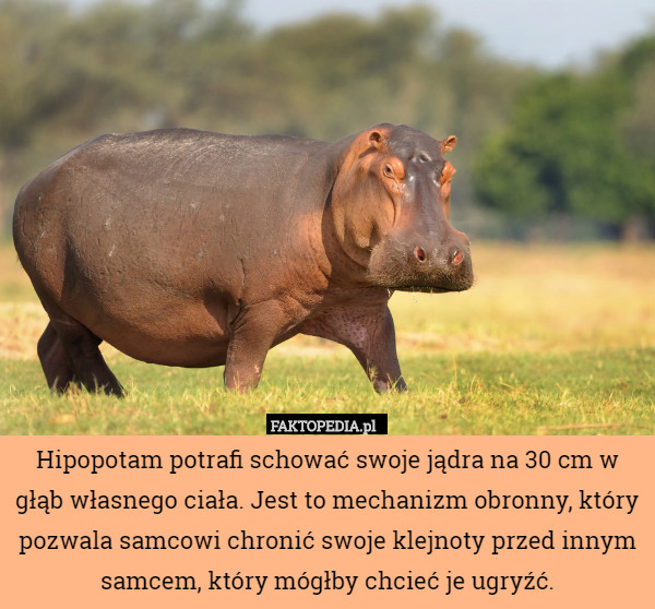 Hipopotam potrafi schować swoje jądra na 30 cm w głąb własnego ciała. Jest