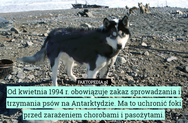 Od kwietnia 1994 r. obowiązuje zakaz sprowadzania i trzymania psów na Antarktydzie.