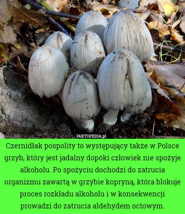 Czernidłak pospolity to występujący także w Polsce grzyb, który jest jadalny