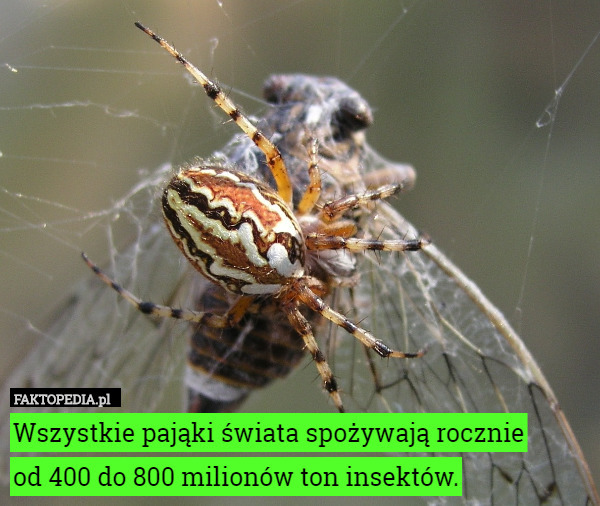 Wszystkie pająki świata spożywają rocznieod 400 do 800 milionów ton insektów.