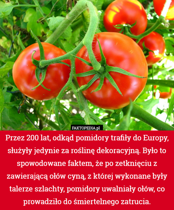 Przez 200 lat, odkąd pomidory trafiły do Europy, służyły jedynie za roślinę