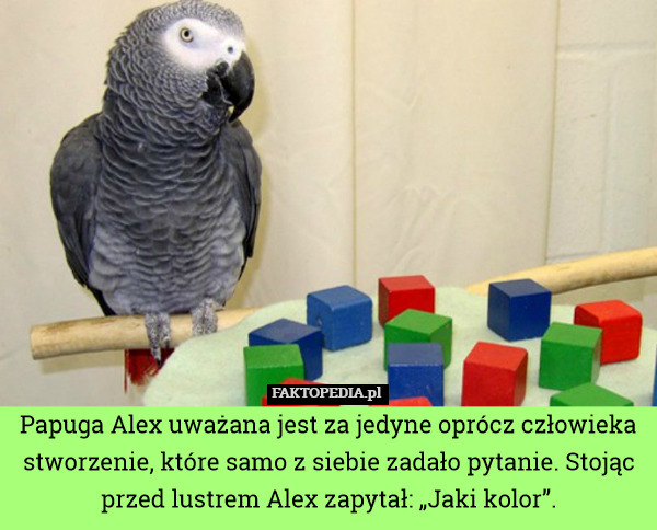 Papuga Alex uważana jest za jedyne oprócz człowieka stworzenie, które samo