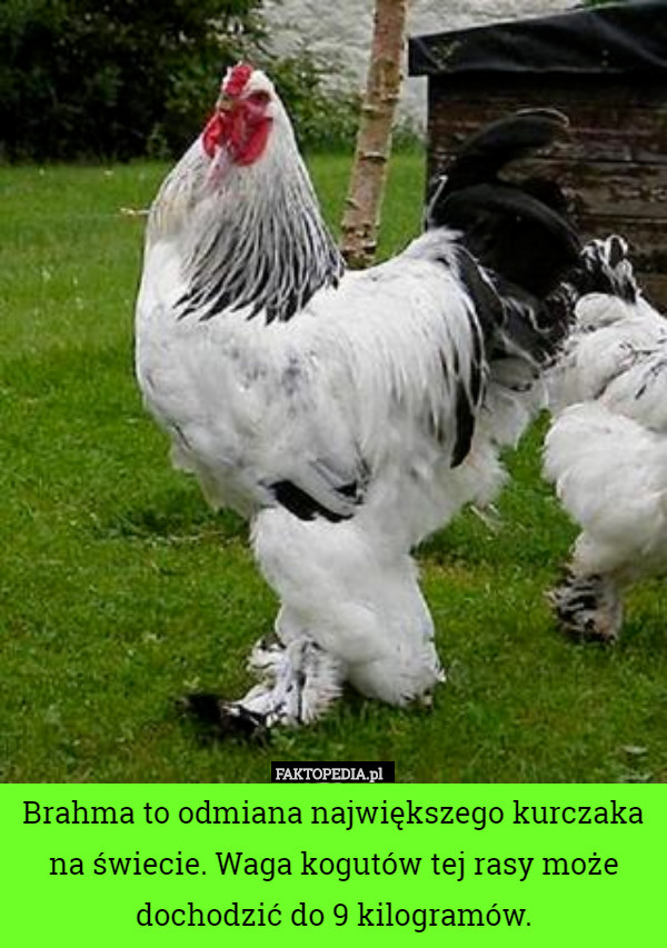 Brahma to odmiana największego kurczaka na świecie. Waga kogutów tej rasy