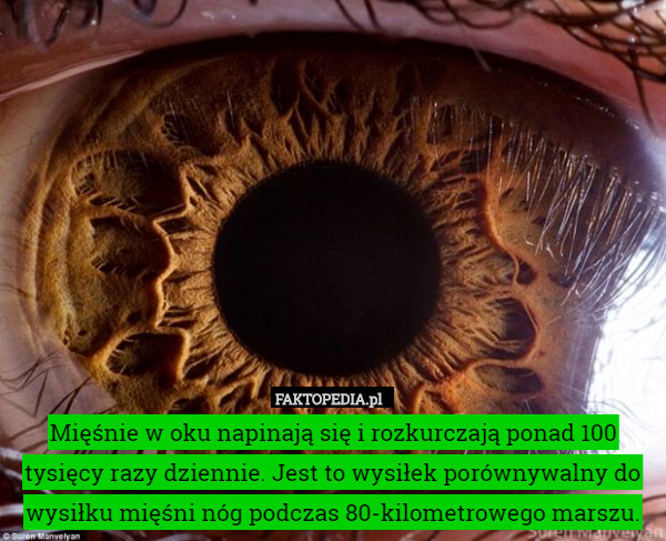 Mięśnie w oku napinają się i rozkurczają ponad 100 tysięcy razy dziennie.