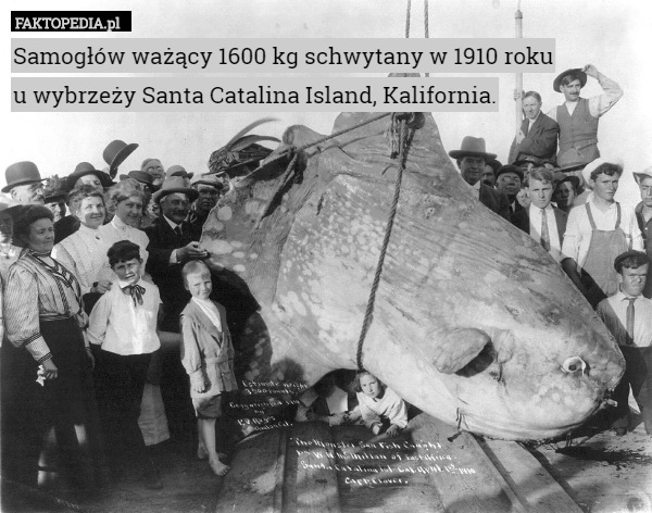 Samogłów ważący 1600 kg schwytany w 1910 roku u wybrzeży Santa Catalina