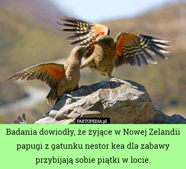 Badania dowiodły, że żyjące w Nowej Zelandii papugi z gatunku nestor kea