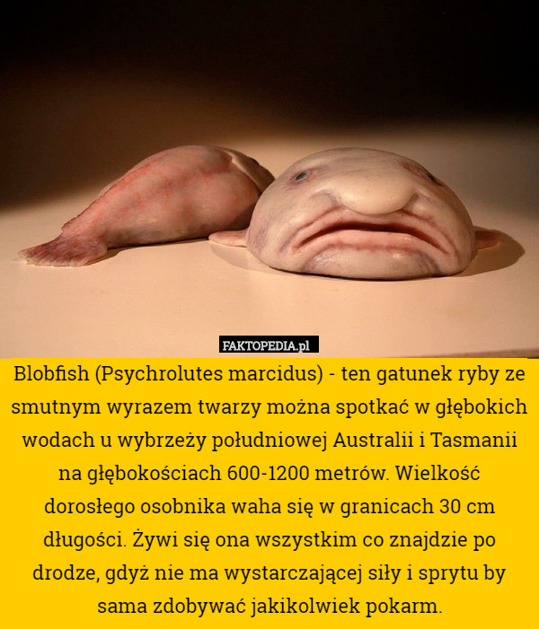 Blobfish (Psychrolutes marcidus) - ten gatunek ryby ze smutnym wyrazem twarzy