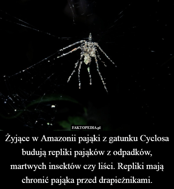 Żyjące w Amazonii pająki z gatunku Cyclosa budują repliki pająków z odpadków,