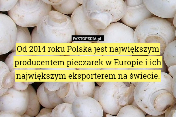 Od 2014 roku Polska była największym producentem pieczarek w Europie i ich