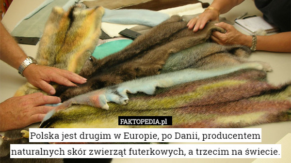 Polska jest drugim w Europie, po Danii, producentem naturalnych skór zwierząt