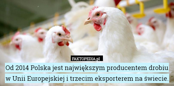 Od 2014 Polska jest największym producentem drobiu w Unii Europejskiej i