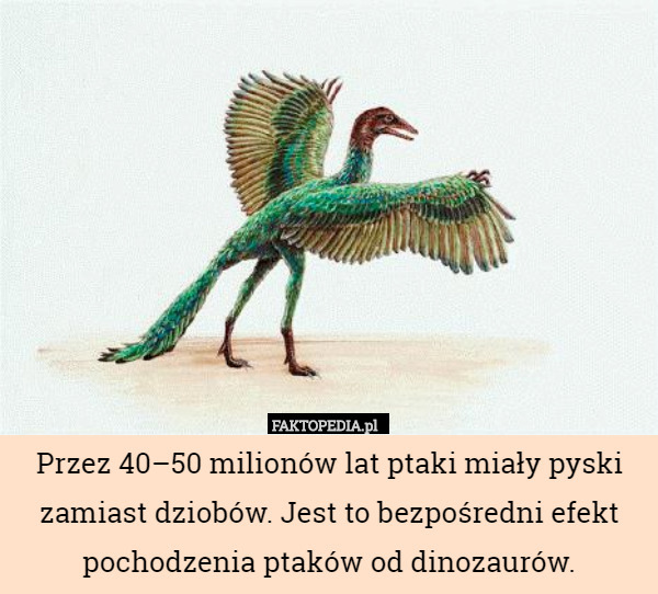 Przez 40–50 milionów lat ptaki miały pyski zamiast dziobów. Jest to bezpośredni