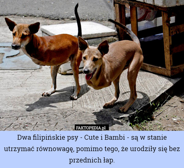 Dwa filipińskie psy - Cute i Bambi - są w stanie utrzymać równowagę, pomimo