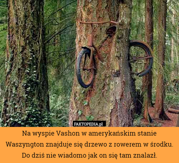 Na wyspie Vashon w amerykańskim stanie Waszyngton znajduje się drzewo z